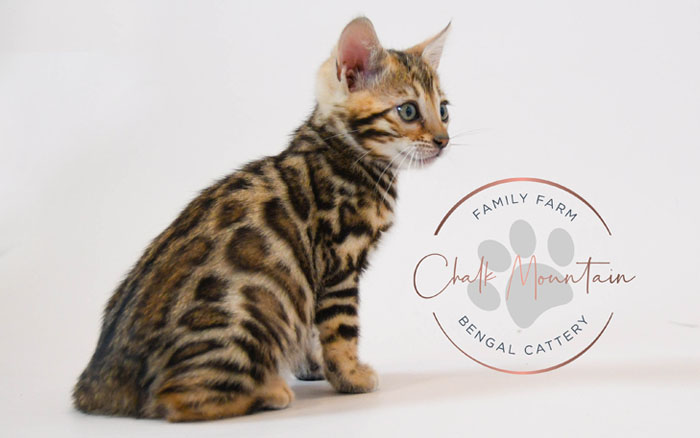 Bengal kitten for sale
